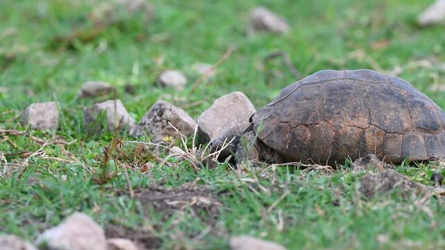 Close-up video of a patterned black tortoise (Testudo) feeding among grasses in its natural habitat. 
