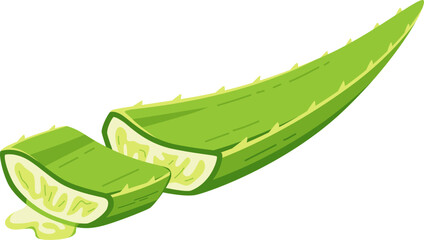 Green Aloe Vera Leaf Sliced Illustration