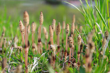 北海道共和町、堀株川沿いの土手で春の訪れを告げるつくし【5月】