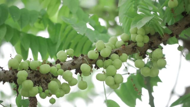Vibrant Amla Tree with Abundant Fruit Baskets