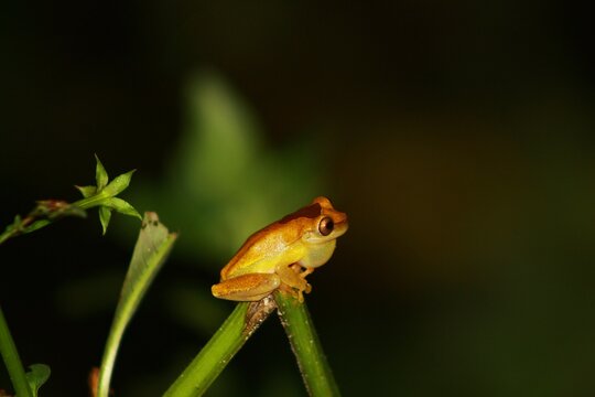 frog on a flower