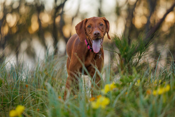 Action shots of a Vizsla pointer dog in sand dune grasses and flowers at sunset