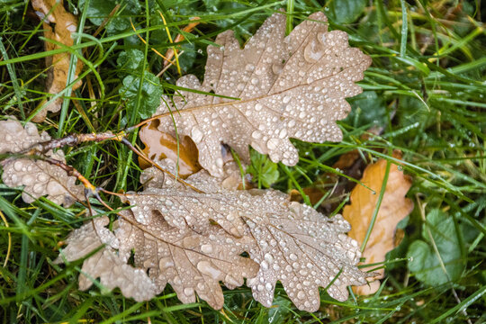 Stiel-Eiche (Quercus robur) - Bl&auml;tter