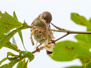 Bar-breasted Honeyeater (Ramsayornis fasciatus) in Australia