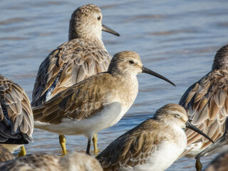 Curlew Sandpiper (Calidris ferruginea) in Australia
