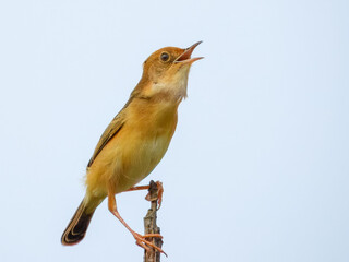 Golden-headed Cisticola (Cisticola exilis) in Australia