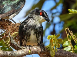 Metallic Starling (Aplonis metallica) in Australia