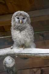 Habichtskauz oder Uralkauz (Strix uralensis)