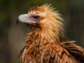 Wedge-tailed Eagle (Aquila audax) in Australia