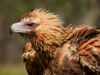 Wedge-tailed Eagle (Aquila audax) in Australia