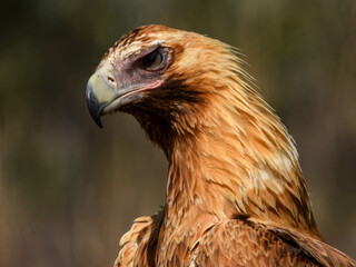 Wedge-tailed Eagle (Aquila audax) in Australia