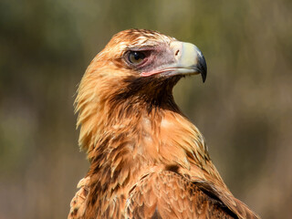 Wedge-tailed Eagle (Aquila audax) in Australia
