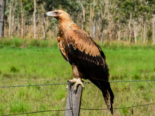 Wedge-tailed Eagle (Aquila audax) in Australia