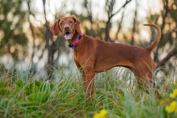 Action shots of a Vizsla pointer dog in sand dune grasses and flowers at sunset