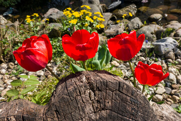 rote Tulpen (Tulpia spez.)  im Blumenbeet