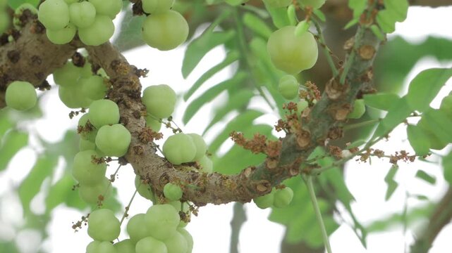 Vibrant Amala Tree  A CloseUp View of the FruitFilled Branches