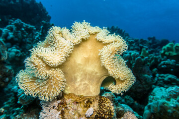 Lederkoralle (Sarcophyton sp.)