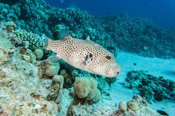 Riesenkugelfisch (Arothron stellatus)