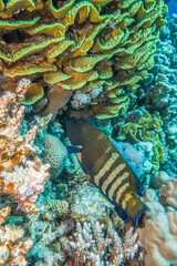 Pfauen-Zackenbarsch (Cephalopholus argus)