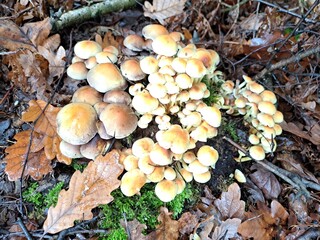 Grünblättriger Schwefelkopf