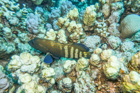 Pfauen-Zackenbarsch (Cephalopholus argus)