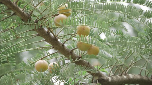 Amla Tree in Bloom  Bountiful Fruits and Thriving Leaves