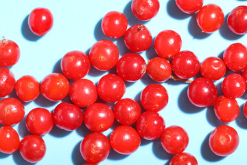 Heap of fresh viburnum berries on blue background, closeup