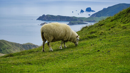 A sheep grazing on lush green hills above a stunning coastal landscape with blue sea and islands © electra kay-smith