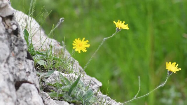 Thin-stemmed yellow wildflowers swaying on the edge of a hard rock. Ideal for concepts of wild nature, country life, and resilience. Yellow wildflower from the Doronicum family that grows in nature.