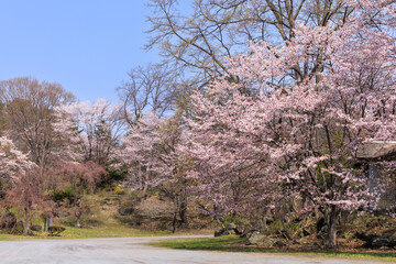 北海道伊達市、有珠善光寺自然公園で咲き誇る桜【5月】