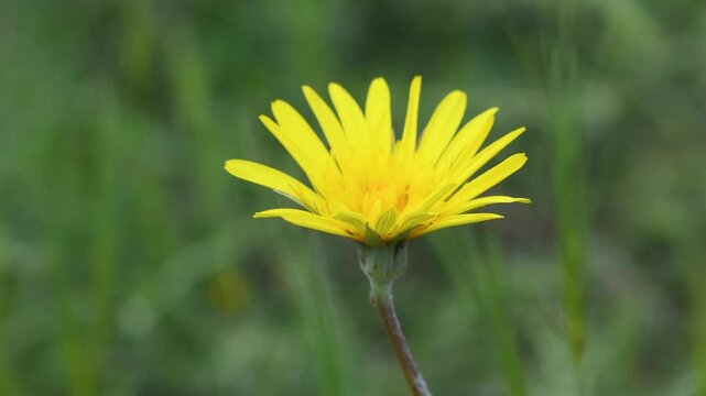 A single, bright yellow, daisy-like Doronicum flower stands out against a green, blurred background. An ideal close-up for spring and nature concepts.