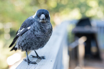 A baby magpie sitting on a blue fence