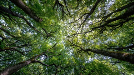 Obraz premium A forest with many trees and a clear blue sky. The trees are tall and green, and the sky is bright and sunny