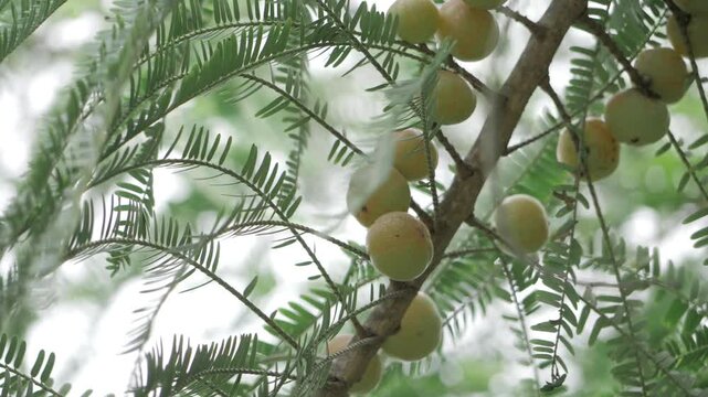 Serene Amala Tree  A Glimpse into Natures Lush Marvel