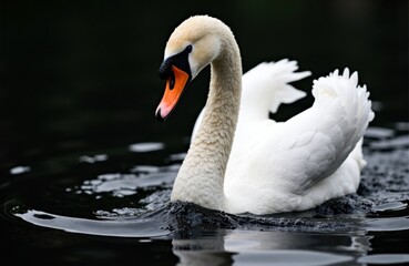 Swan gliding on dark water with curved neck bright orange bill and white plumage