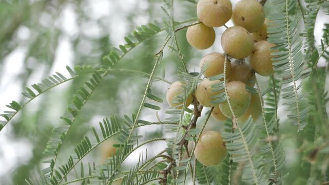 Vibrant Amla Tree with Bountiful Berries