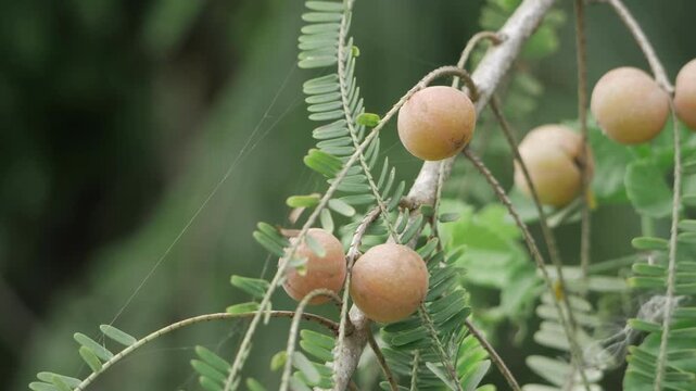 Amla Tree  The FruitBearing Wonder of Nature