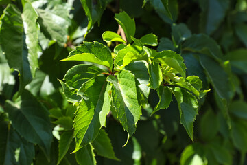 Beautiful green leaves on tree, closeup