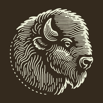 Detailed Bison Head Illustration on Dark Background.