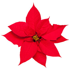 red poinsettia flower