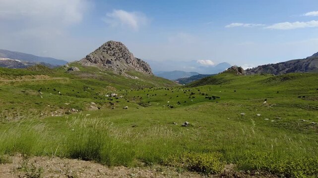 Yeşil, dağlık bir vadide otlayan ke&ccedil;i ve koyun s&uuml;r&uuml;s&uuml;. &Ouml;n planda r&uuml;zgarda sallanan uzun otlar. Yayla, hayvancılık ve pastoral manzara konseptleri i&ccedil;in ideal.