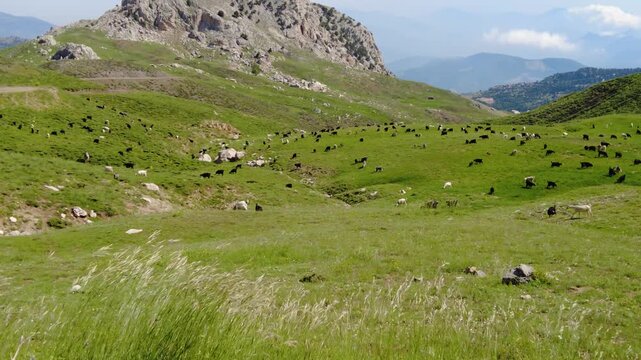 Yeşil, dağlık bir vadide otlayan ke&ccedil;i ve koyun s&uuml;r&uuml;s&uuml;. &Ouml;n planda r&uuml;zgarda sallanan uzun otlar. Yayla, hayvancılık ve pastoral manzara konseptleri i&ccedil;in ideal.