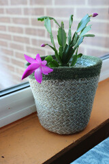 Blooming Christmas cactus potted house plant on a window sill