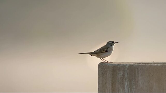 Soothing video of a small bird singing and perching at sunset illuminating the peaceful moment