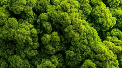 Close-up Macro View of Vibrant Green Moss Texture.