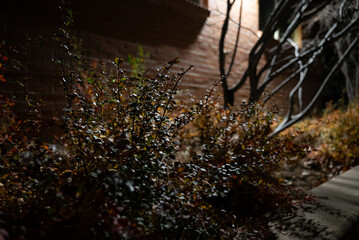 Bush illuminated at night
