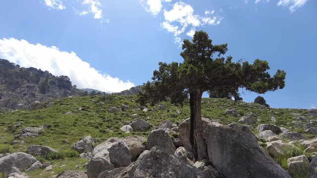 A majestic juniper tree standing alone on a rocky, grassy slope under a bright blue sky. The theme of nature's power and solitude.