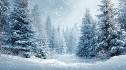 Fototapeta premium A serene winter scene features tall pine trees blanketed in snow. Flurries of snowflakes gently fall creating a peaceful atmosphere in the snowy forest.