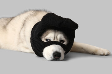 Adorable husky dog in balaclava on white background © Pixel-Shot