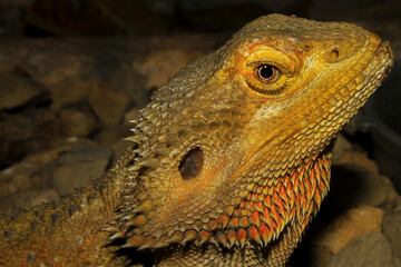 bearded dragon lizard
